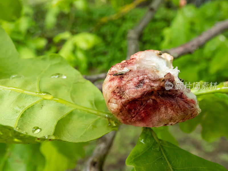 英国栎树(Quercus robur)上的小瘿蜂(Biorhiza pallida)在黄蜂产卵后形成，小瘿蜂在地层上爬行